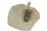 Spiny Trident Walliserops Trilobite - Foum Zguid, Morocco #350530-3